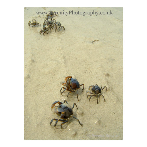 Soldier crabs scuttle across the sand. Siquijor, Philippines.